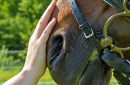 Terapia con caballos 2015