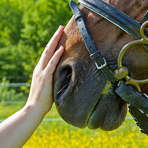 Terapia con caballos