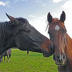 Casal de verano de equitación