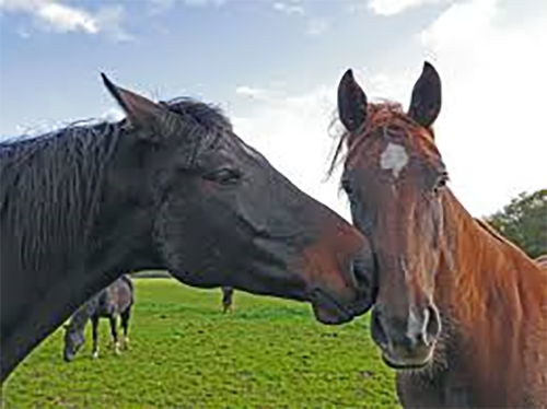 Casal d’estiu d’equitació