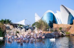 Visita Oceanogràfic